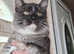 REDUCED - 2x Maine coon x Norwegian Forest with Everything