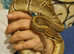 Royal pythons (Ball pythons)