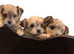 Maltese teddy bear puppies