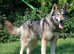 Rare Breed Pedgree and Registered Tamaskan female Tamaskan  puppy PRICE REDUCTION
