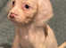 Cocke spaniels
