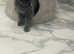 FOR SALE: Beautiful British Shorthair Female