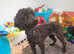 Small miniature poodle female