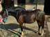 Lead rein/ first ridden pony