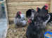 Blue/black /splash Orpington hatching eggs x6/12/18