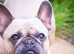 Beautiful 2 year old French Bulldog for rehoming