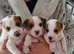 Parson Russell terrier