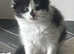 Kittens fluffy