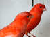 Stunning red canaries for sale very special colour
