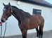 9 yo Irish TB