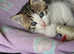Kitten for sale!