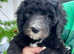 Sheepadoodle puppies 2 black girls and 1 black boy remaining