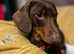 Dog and cat microchipping