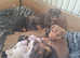 Beautiful Jack russell pups