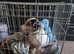 Miniture short haired jack russel (offer)