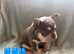Ready now! Stunning kc register French bulldogs