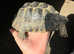 Marginated tortoise (Male)