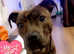 1 year and 1 months old Mastiff cross staffy