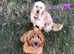 Mini Goldendoodle puppies