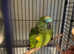 DNA Female Blue Fronted Amazon