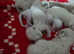 Beautiful ragdolls to reserve