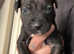 1 female presa canario