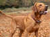 Fox Red Labrador Retriever - STUD ONLY