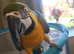 Macaw for sale handreared male
