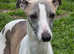 Whippet litter. pet/show. 3 male left :)