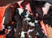 English Springer Spaniel Puppies for sale