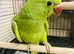 Hand Reared baby Ringneck talking parrot