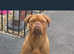 Beautiful female dogue de Bordeaux
