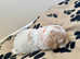 Cockapoo puppies miniature only 4 left roans and parti show cocker spaniel mum
