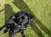 Labrador female