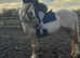 Riding Welsh palamino