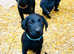 Labrador Puppy