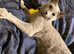 ** TICA Champion Russian Blue Kittens**