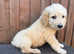 Golden doodle f1b puppy's for sale