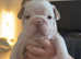 English bulldog puppies