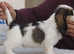 SOLD Petit basset griffon Vendeen male tri Colour puppy