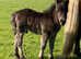 Registered miniature colt