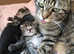 Beautiful gray Tabby's