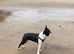 handsome black and white proven boston terrier for stud