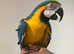 Young Tame Talking Blue & Gold Macaw