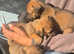 European Doberman x pups