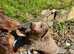 2 Isabella Tan miniature Dachshund puppies for sale