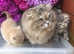 Vet checked fully vaccinated Scottish Fold kittens from £300 with free insurance cover Various colours