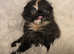 Amazing long haired Scottish fold babies