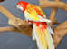 Rubino rosella is a gentle,6