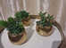 3 golden planters with artificial plants